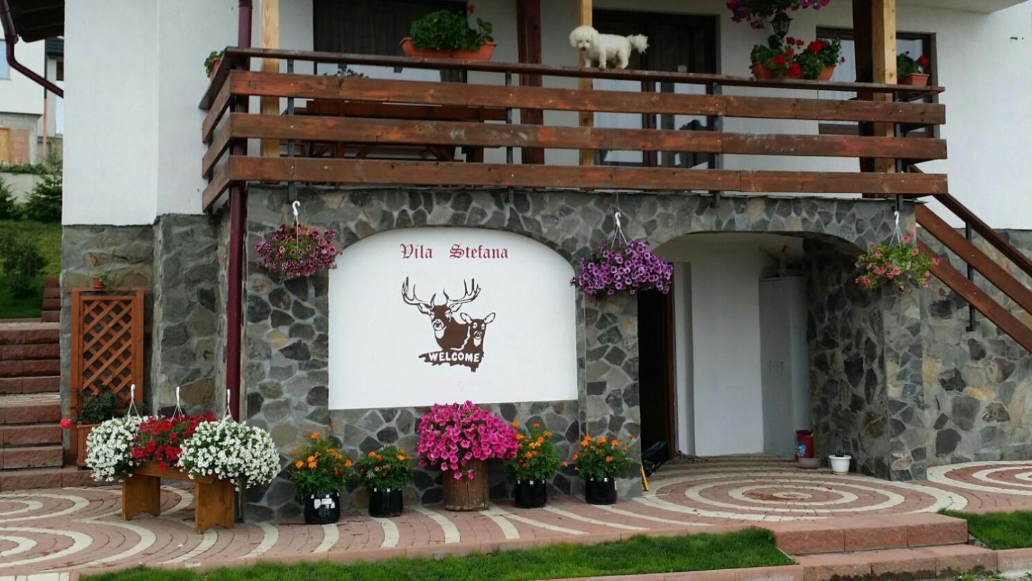 Vila Stefana Păltiniş Eksteriør bilde